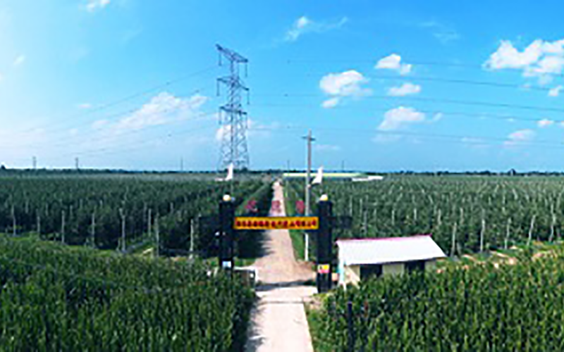 靈臺(tái)優(yōu)德隆農(nóng)業(yè)公司1300畝果園安防監(jiān)控、網(wǎng)絡(luò)機(jī)房案例